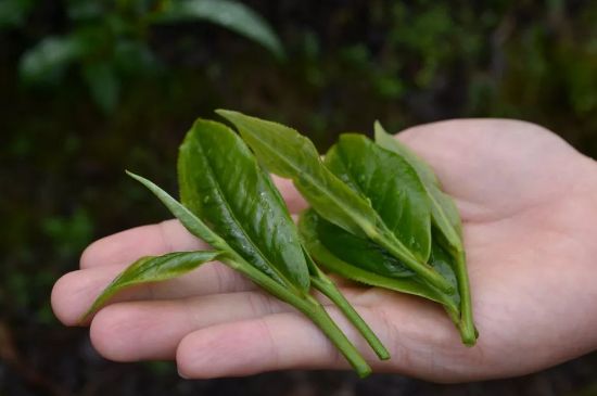 單樅茶什么季節(jié)最好喝，鳳凰單叢茶春茶好還是秋茶好？