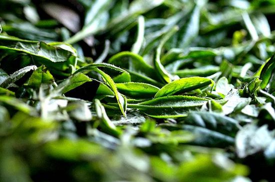 荒野銀針市場價多少，真正的荒野白毫銀針多少錢？