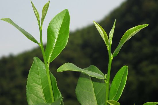單樅茶什么季節(jié)最好喝，鳳凰單叢茶春茶好還是秋茶好？