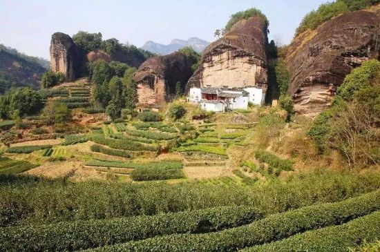 馬頭巖肉桂是大紅袍嗎，大紅袍肉桂屬于什么茶？