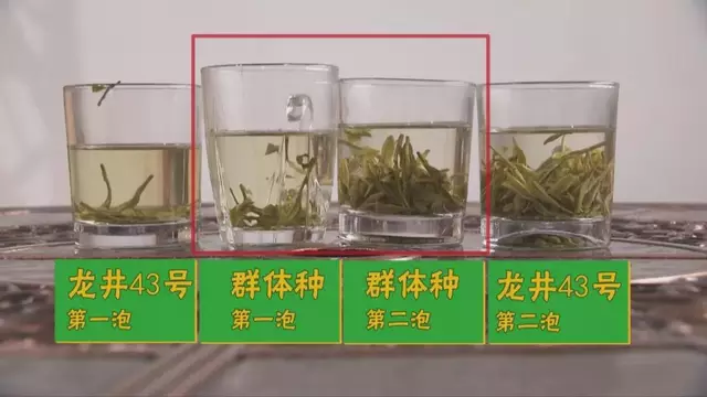 烏牛早和龍井的區(qū)別圖片，龍井43號和烏牛早茶的對比