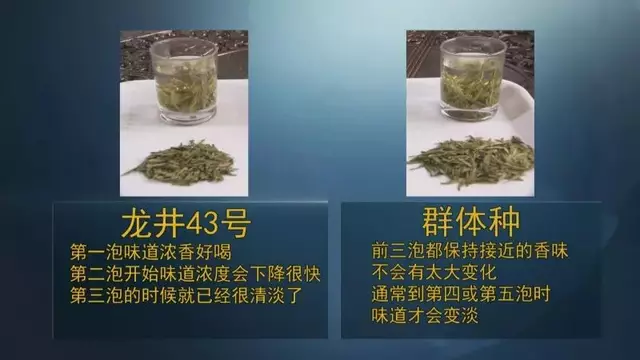 龍井群體種和43號(hào)的區(qū)別圖片，龍井43和群體種哪個(gè)好喝？