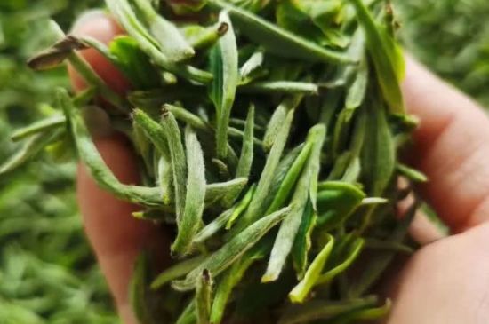 金壇雀舌算不算好茶，金壇雀舌屬于什么檔次茶葉？