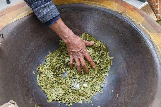 雀舌有一股青草味，雀舌為什么有青草味？