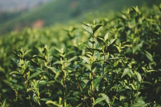 龍井是明前的好還是雨前的好，明前茶和雨前茶哪個(gè)好喝？