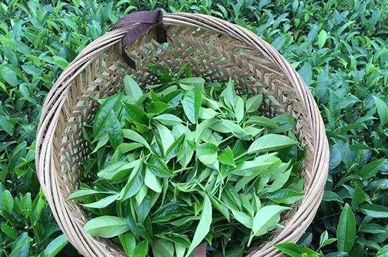 鴨屎香單叢雪片茶的特點(diǎn)，鳳凰雪片茶有什么特點(diǎn)？