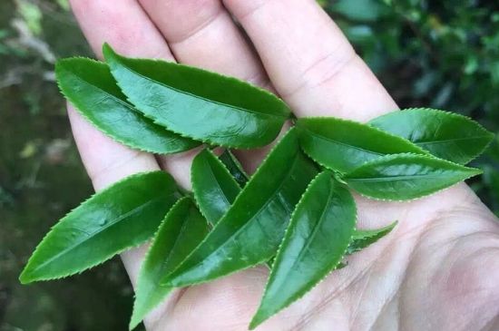 鋸朵仔跟鴨屎香哪個貴，鋸朵子和鴨屎香哪個好喝？
