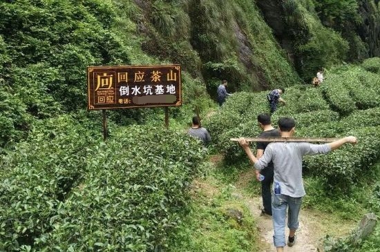 300塊錢的金駿眉能喝嗎，兩三百多金駿眉和一千多區(qū)別