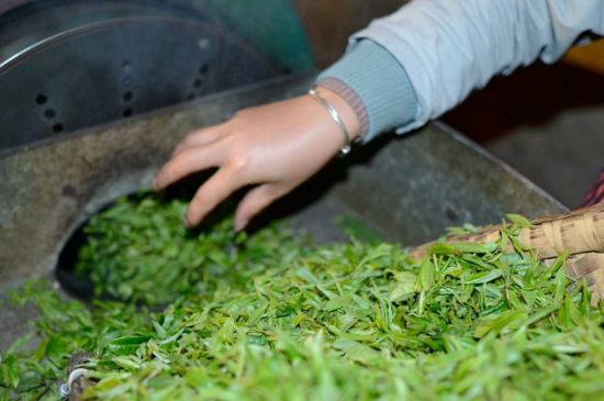 雀舌有一股青草味，雀舌為什么有青草味？