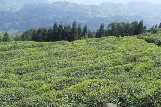 蒙頂山茶種類，蒙頂山哪種茶好？