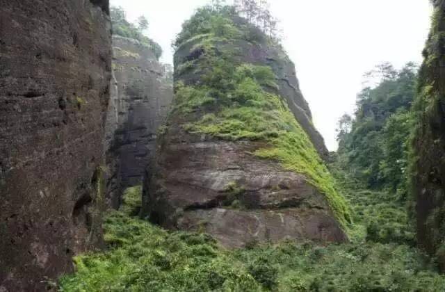 武夷山為什么盛產(chǎn)茶葉，武夷山茶為什么好喝？