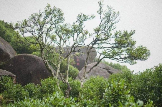 宋種一號(hào)價(jià)值為什么高，鳳凰單樅宋種1號(hào)價(jià)格與產(chǎn)量多少？