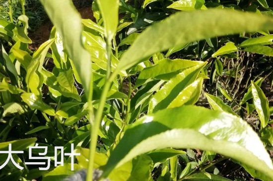 鴨屎香和大烏葉是同一種茶葉嗎，單叢大烏葉和鴨屎香有什么區(qū)別？