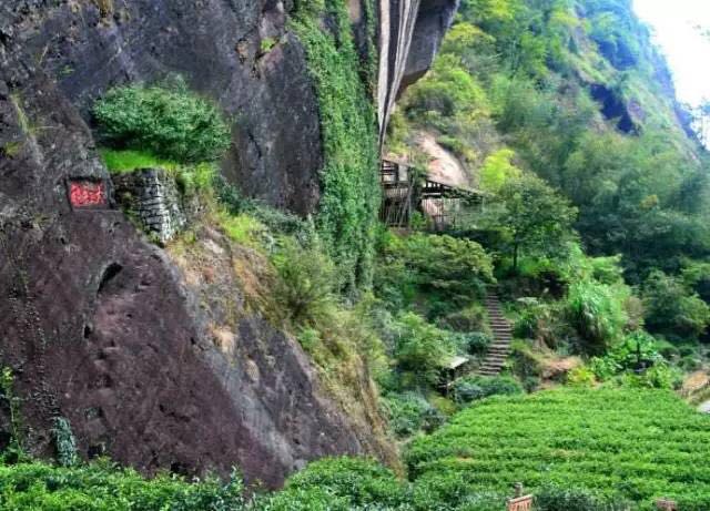 武夷山為什么盛產(chǎn)茶葉，武夷山茶為什么好喝？