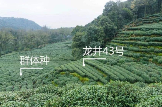 43號(hào)龍井屬于好茶嗎，龍井茶43號(hào)是什么意思？