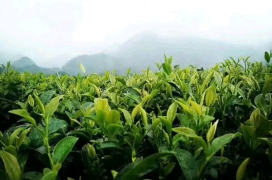 一天3杯紅茶抗癌，常飲紅茶對(duì)身體有好處！