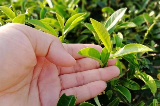 大紅袍四大品種有哪些，大紅袍的種類(lèi)和著名品種特點(diǎn)介紹