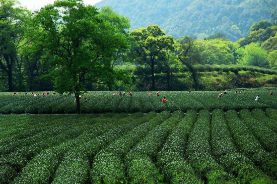 蘇州碧螺春東山好還是西山好，洞庭碧螺春西山和東山哪個(gè)好？