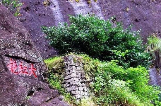 宋種一號(hào)價(jià)值為什么高，鳳凰單樅宋種1號(hào)價(jià)格與產(chǎn)量多少？