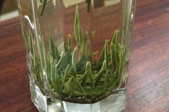 竹葉青和雀舌哪個(gè)貴，竹葉青茶貴嗎？