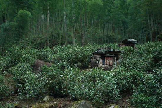 300塊錢的金駿眉能喝嗎，兩三百多金駿眉和一千多區(qū)別