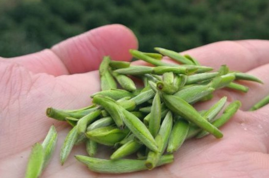 什么綠茶茶葉唇齒留香，哪個(gè)品種綠茶香氣好？