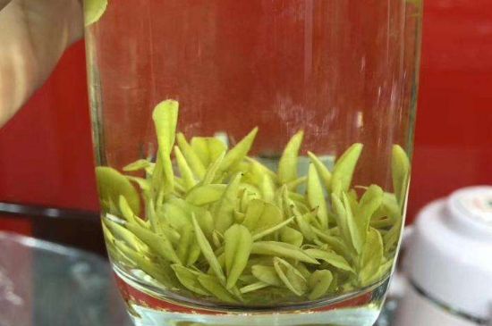茶中奇葩黃金芽，安吉白茶中黃金芽的特點