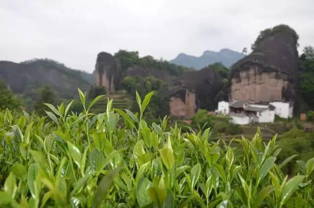 武夷山為什么盛產(chǎn)茶葉，武夷山茶為什么好喝？