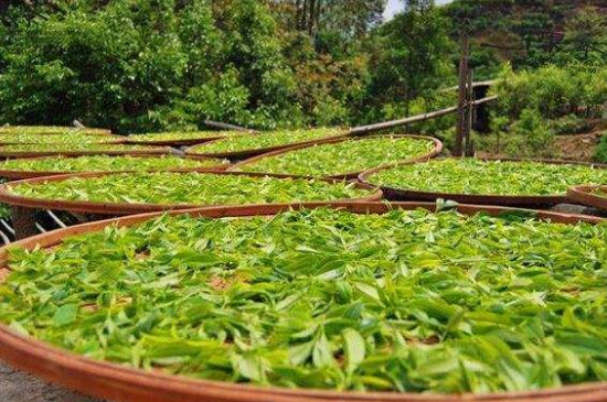 單叢茶十大香型以及常見品種大全，潮安鳳凰單樅十大名香歸類