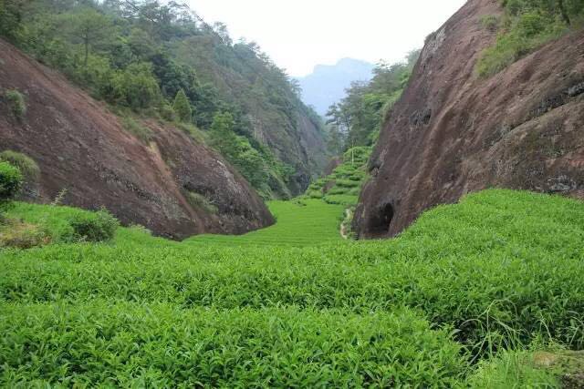 武夷山為什么盛產(chǎn)茶葉，武夷山茶為什么好喝？