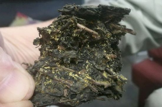 伏茶里的金花是黃曲霉素嗎，金花茯茶里的是什么菌