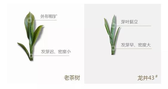 43號(hào)龍井屬于好茶嗎，龍井茶43號(hào)是什么意思？