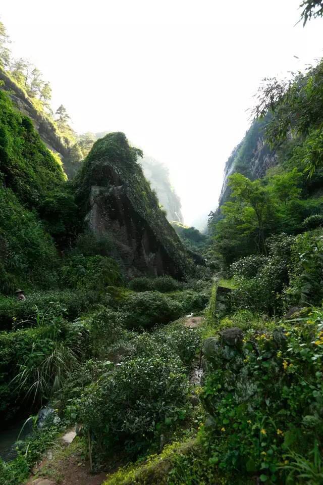 武夷山為什么盛產(chǎn)茶葉，武夷山茶為什么好喝？