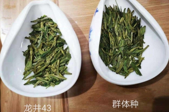 43號(hào)龍井屬于好茶嗎，龍井茶43號(hào)是什么意思？