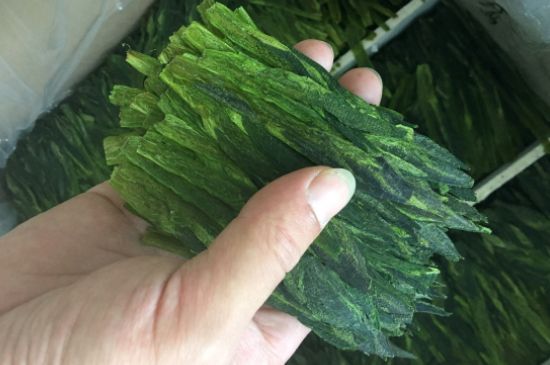 什么綠茶味道濃香，那個綠茶比較濃香？