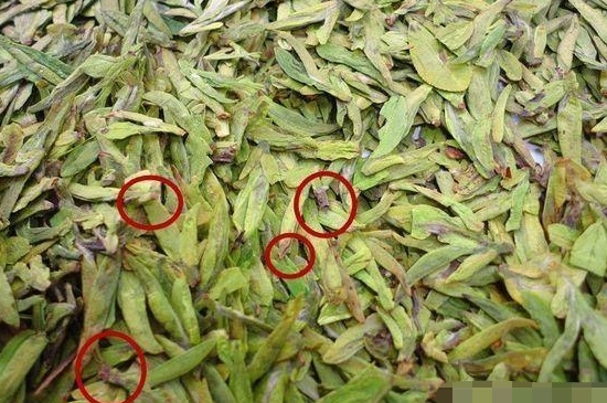 烏牛早和龍井的區(qū)別圖片，龍井43號和烏牛早茶的對比