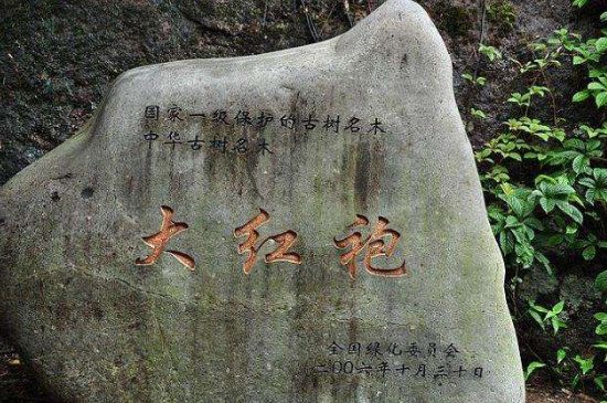 母樹大紅袍給誰喝了，為什么母樹大紅袍叫三棵六株？