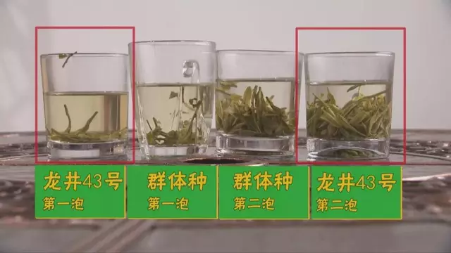 烏牛早和龍井的區(qū)別圖片，龍井43號和烏牛早茶的對比