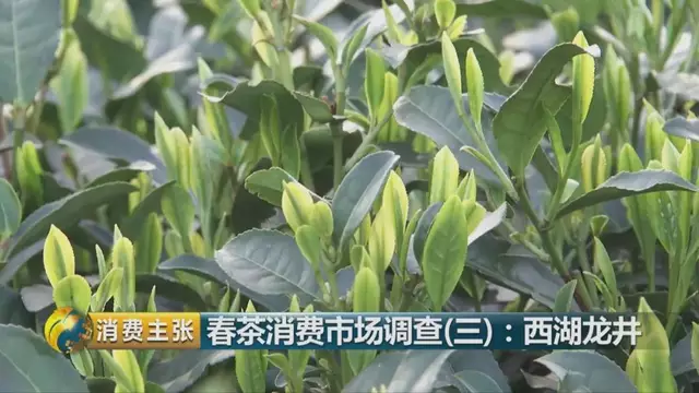 龍井群體種和43號(hào)的區(qū)別圖片，龍井43和群體種哪個(gè)好喝？