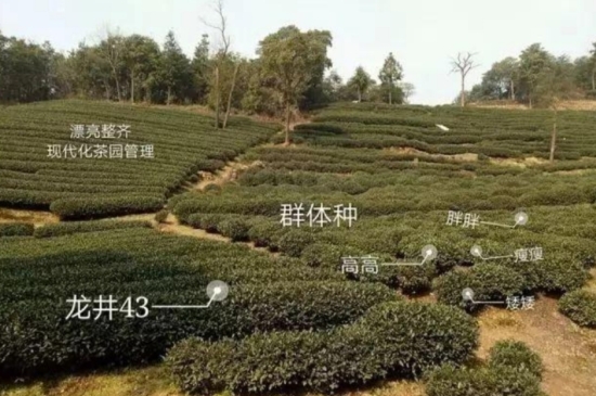 43號(hào)龍井屬于好茶嗎，龍井茶43號(hào)是什么意思？