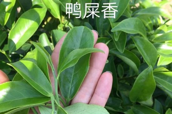 鴨屎香和大烏葉是同一種茶葉嗎，單叢大烏葉和鴨屎香有什么區(qū)別？