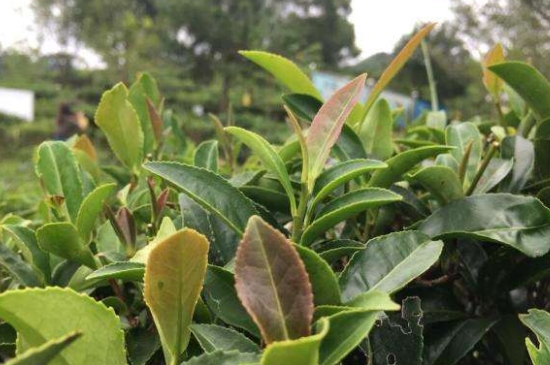43號(hào)龍井屬于好茶嗎，龍井茶43號(hào)是什么意思？