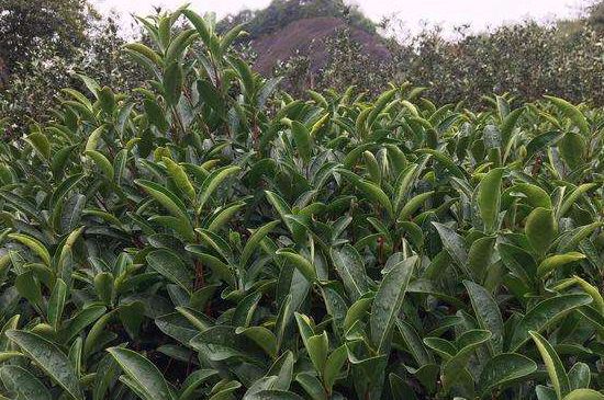 馬頭巖肉桂是大紅袍嗎，大紅袍肉桂屬于什么茶？