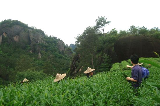 肉桂茶和大紅袍哪個貴，武夷山肉桂與大紅袍的價格比較