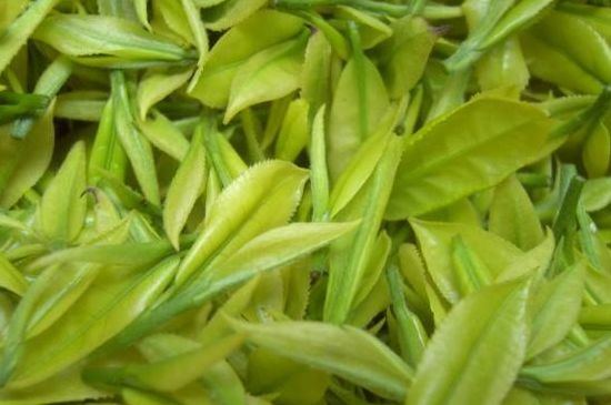 茶中奇葩黃金芽，安吉白茶中黃金芽的特點