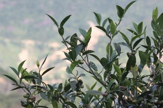單叢茶十大香型以及常見品種大全，潮安鳳凰單樅十大名香歸類