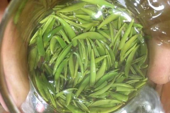 雀舌有一股青草味，雀舌為什么有青草味？