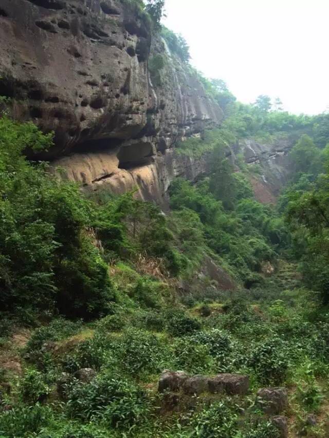 武夷山為什么盛產(chǎn)茶葉，武夷山茶為什么好喝？