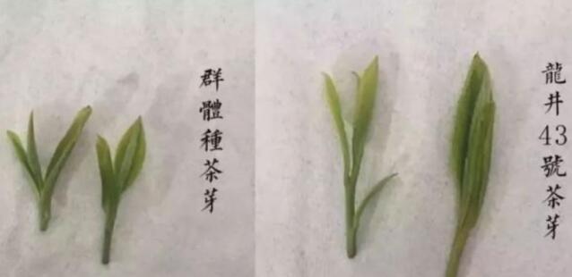 43號(hào)龍井屬于好茶嗎，龍井茶43號(hào)是什么意思？