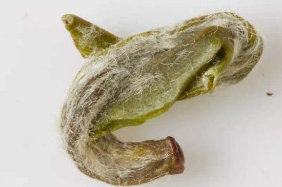 羊巖勾青是綠茶嗎，羊巖勾青茶屬于什么茶？